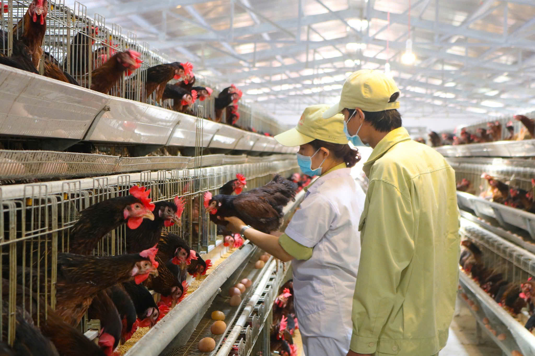 05 Nhân viên Kỹ thuật chăn nuôi